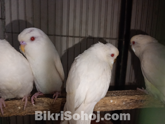 Albino Red Eye Bazigar